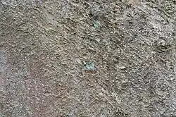Bark