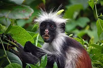 Image 6 Zanzibar red colobus Photograph: Hasin Shakur The Zanzibar red colobus (Procolobus kirkii) is a species of red colobus monkey endemic to Unguja, the main island of the Zanzibar Archipelago. Brought to attention of Western science by Sir John Kirk, this colobus was first described by John Edward Gray in 1868. It is now considered an endangered species, and extensive conservation efforts have been undertaken since the mid-1990s. More selected pictures