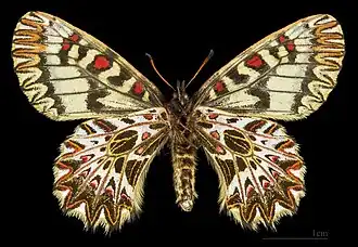 Female bottom