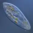 Paramecium, a well-studied genus of ciliates[74]