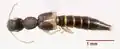 Astenus cinctus
