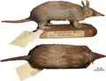 Dasypus pilosus - Feijo et al 2018 holotype