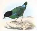 P. s. forsteni (Bonaparte, 1850), native to the Minahassa Peninsula