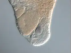 The needle-like stylet of Macrostomum hystrix. The seminal vesicle is visible, as are the developing eggs.