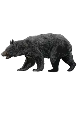 Illustration of Japanese black bear