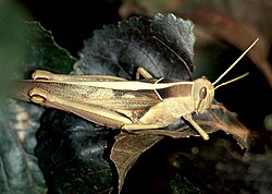 Acanthacris_ruficornis