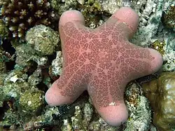 Choriaster granulatus