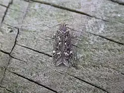 Dichomeris alacella1.jpg