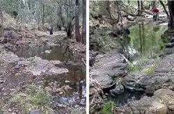 Figure 4. 14–15. Type locality of Platynectes ponderi sp. n.: Half-shaded seepages and rest pools in a creek bed, Carnarvon Range (Photos by Julie Ponder).
