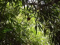 Image-Hydnocarpus annamensis Flacourtiaceae.JPG