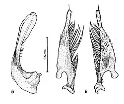 Figure 2. Median lobe and parameres of Platynectes ponderi. (Drawing: Jaroslav Šťastný)