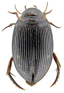 Figure 1. Platynectes weiri. (Photo: Michael Balke)