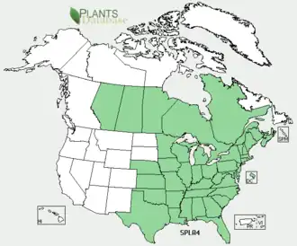 Spiranthes lacera var. gracilis