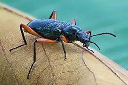 black beetle with red legs, on a leaf